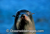 New Zealand Fur Seal (Arctocephalus forsteri) - cow. Neptune Islands, South Australia. Listed as Low Risk on the IUCN Red List.