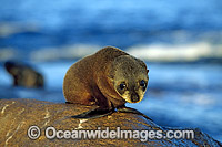 New Zealand Fur Seal (Arctocephalus forsteri) - pup. Neptune Islands, South Australia. Classified Low Risk on the IUCN Red List.