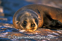 New Zealand Fur Seal (Arctocephalus forsteri) - cow. Neptune Islands, South Australia. Classified Low Risk on the IUCN Red List.