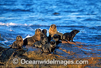 New Zealand Fur Seals (Arctocephalus forsteri). Neptune Islands, South Australia. Listed as Low Risk on the IUCN Red List.