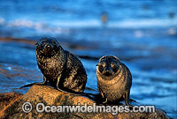 New Zealand Fur Seals (Arctocephalus forsteri) - pups. Neptune Islands, South Australia. Listed as Low Risk on the IUCN Red List.