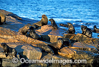 New Zealand Fur Seals (Arctocephalus forsteri). Neptune Islands, South Australia. Listed as Low Risk on the IUCN Red List.