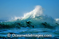 Cape Fur Seal (Arctocephalus pusillus pusillus) - surfing breaking wave. Dyer Island, South Africa