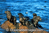 New Zealand Fur Seals (Arctocephalus forsteri) - pups. Neptune Islands, South Australia. Listed as Low Risk on the IUCN Red List.
