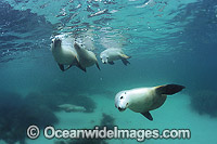 Australian Sea Lions (Neophoca cinerea). Hopkins Island, South Australia. Classified as Endangered on the IUCN Red List.