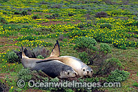 Australian Sea Lions (Neophoca cinerea) - resting. Anvil Island, Recherche Archipelago Nature Reserve, Esperance, Western Australia. Classified Endangered on the IUCN Red List.