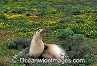 Australian Sea Lions (Neophoca cinerea) - resting. Anvil Island, Recherche Archipelago Nature Reserve, Esperance, Western Australia