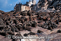 Cape Fur Seal colony (Arctocephalus pusillus pusillus). Same species as Australian Fur Seal. Dyer Island, South Africa