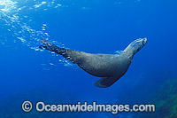 Australian Fur Seal (Arctocephalus pusillus). Montague Island, New South Wales, Australia. Classified Low Risk on the IUCN Red List.
