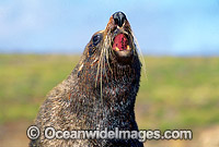 New Zealand Fur Seal (Arctocephalus forsteri) - bull. Neptune Islands, South Australia. Listed as Low Risk on the IUCN Red List.
