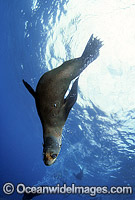 Australian Fur Seal (Arctocephalus pusillus). Montague Island, New South Wales, Australia. Listed as Low Risk on the IUCN Red List.