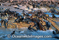 Cape Fur Seal colony (Arctocephalus pusillus pusillus). Same species as Australian Fur Seal. Dyer Island, South Africa
