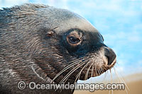 Australian Fur Seal (Arctocephalus pusillus) young male or bull. Found in southern Australia from Lady Julia Percy Island, Vic, to Seal Rocks, NSW, including Tasmania. Also southern Africa. Classified Low Risk on the IUCN Red List.