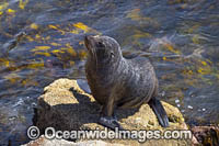 Australian Fur Seal (Arctocephalus pusillus). Narooma, New South Wales, Australia.