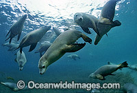Australian Sea Lions (Neophoca cinerea). Hopkins Island, South Australia. Classified Endangered on the IUCN Red List.