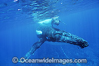 Humpback Whale (Megaptera novaeangliae) - mother with calf underwater. Found throughout the world's oceans in both tropical and polar areas, depending on the season. Classified Vulnerable on the 2000 IUCN Red List.