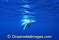 Humpback Whale (Megaptera novaeangliae) - newborn calf, only days old, underwater. Found throughout the world's oceans in both tropical and polar areas, depending on the season. Classified as Vulnerable on the 2000 IUCN Red List.