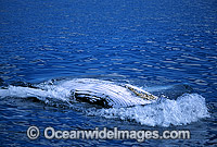 Humpback Whale (Megaptera novaeangliae) - showing belly slits on surface. Hervey Bay, Queensland, Australia. Classified as Vulnerable on the 2000 IUCN Red List.