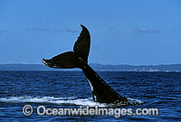 Humpback Whale (Megaptera novaeangliae) - tail fluke slapping on surface. Hervey Bay, Queensland, Australia. Classified as Vulnerable on the 2000 IUCN Red List.