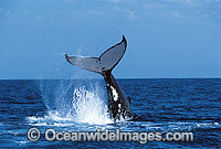 Humpback Whale (Megaptera novaeangliae) - tail fluke slapping on surface. Hervey Bay, Queensland, Australia. Classified Vulnerable on the 2000 IUCN Red List.