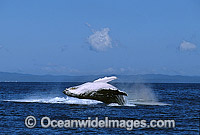 Humpback Whale (Megaptera novaeangliae) - breaching on surface. Hervey Bay, Queensland, Australia. Classified as Vulnerable on the IUCN Red List. Sequence: 4b