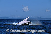 Humpback Whale (Megaptera novaeangliae) - breaching on surface. Hervey Bay, Queensland, Australia. Classified as Vulnerable on the IUCN Red List. Sequence: 4c