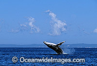 Humpback Whale (Megaptera novaeangliae) - breaching on surface. Hervey Bay, Queensland, Australia. Classified as Vulnerable on the IUCN Red List. Sequence: 6a