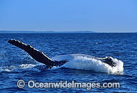 Humpback Whale (Megaptera novaeangliae) - breaching on surface. Hervey Bay, Queensland, Australia. Classified as Vulnerable on the IUCN Red List. Sequence: 7c