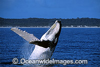 Humpback Whale (Megaptera novaeangliae) - breaching on surface. Hervey Bay, Queensland, Australia. Classified as Vulnerable on the IUCN Red List.