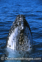 Humpback Whale (Megaptera novaeangliae) - spy hopping on surface showing tubercles on head area. Hervey Bay, Queensland, Australia. Classified Vulnerable on the 2000 IUCN Red List.