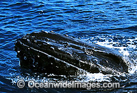 Humpback Whale (Megaptera novaeangliae) - mouthing surface. Hervey Bay, Queensland, Australia. Classified as Vulnerable on the 2000 IUCN Red List.