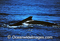 Humpback Whale (Megaptera novaeangliae) - on surface showing dorsal fin and arched back. Hervey Bay, Queensland, Australia. Classified as Vulnerable on the 2000 IUCN Red List.