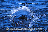 Humpback Whale (Megaptera novaeangliae) - on surface showing blowhole. Hervey Bay, Queensland, Australia. Classified as Vulnerable on the 2000 IUCN Red List.