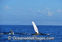 Humpback Whale (Megaptera novaeangliae) - pectoral fin slapping on surface. Hervey Bay, Queensland, Australia. Classified as Vulnerable on the 2000 IUCN Red List..