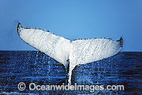 Humpback Whale (Megaptera novaeangliae) - tail fluke on surface. Great Barrier Reef, Queensland, Australia. Classified Vulnerable on the 2000 IUCN Red List.