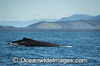 Humpback Whale (Megaptera novaeangliae), on surface showing dorsal fin and arched back. Coffs Harbour, New South Wales, Australia. Classified as Vulnerable on the 2000 IUCN Red List.