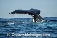 Humpback Whale (Megaptera novaeangliae), showing tail fluke on surface. Coffs Harbour, New South Wales, Australia. Classified as Vulnerable on the 2000 IUCN Red List.