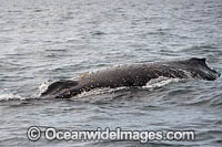 Humpback Whale (Megaptera novaeangliae), on surface. Coffs Harbour, New South Wales, Australia. Classified as Vulnerable on the IUCN Red List.