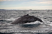 Humpback Whale (Megaptera novaeangliae), on surface. Coffs Harbour, New South Wales, Australia. Classified as Vulnerable on the IUCN Red List.