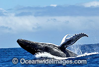 Humpback Whale (Megaptera novaeangliae) - breaching on surface. Tonga, South Pacific Ocean. Classified as Vulnerable on the IUCN Red List.