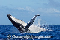 Humpback Whale (Megaptera novaeangliae) - breaching on surface. Tonga, South Pacific Ocean. Classified as Vulnerable on the IUCN Red List. Sequence: 10a