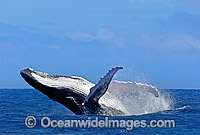 Humpback Whale (Megaptera novaeangliae) - breaching on surface. Tonga, South Pacific Ocean. Classified Vulnerable on the IUCN Red List. Sequence: 10b