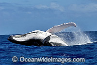Humpback Whale (Megaptera novaeangliae) - breaching on surface. Tonga, South Pacific Ocean. Classified as Vulnerable on the IUCN Red List. Sequence: 10c