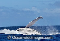 Humpback Whale (Megaptera novaeangliae) - breaching on surface. Tonga, South Pacific Ocean. Classified as Vulnerable on the IUCN Red List. Sequence: 10d