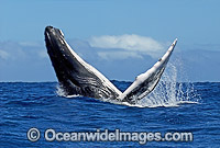 Humpback Whale (Megaptera novaeangliae) - breaching on surface. Tonga, South Pacific Ocean. Classified as Vulnerable on the IUCN Red List.