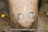 Dugong (Dugong dugon), showing detail of nostrils, bristly facial hair and snout. Torres Strait, Northern Australia. Listed as Vulnerable on the IUCN Red List. Protected species