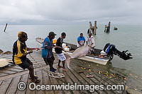 Torres Strait Islanders with a Dugong (Dugong dugon), captured legally under traditional hunting rights, to help feed island community. Torres Strait, Northern Australia