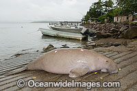 Dugong (Dugong dugon), captured by Torres Strait Islanders, legally under traditional hunting rights, to help feed island community. Torres Strait, Northern Australia