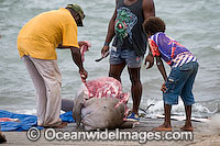 Torres Strait Islanders butcher a Dugong (Dugong dugon), captured legally under traditional hunting rights, to help feed island community. Torres Strait, Northern Australia