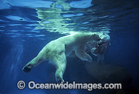Polar Bear (Ursus maritimus) swimming underwater. North Pole region. Classified Vulnerable on the IUCN Red List.